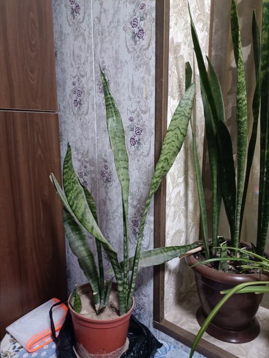 Продам цветы,три штуки на сто тысяч, любые