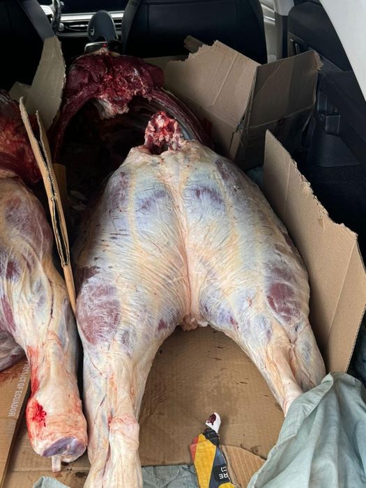 Продам соғым КРС подсос