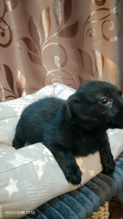 Отдам собачку в добрые руки