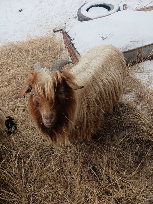 Текелер сатылады