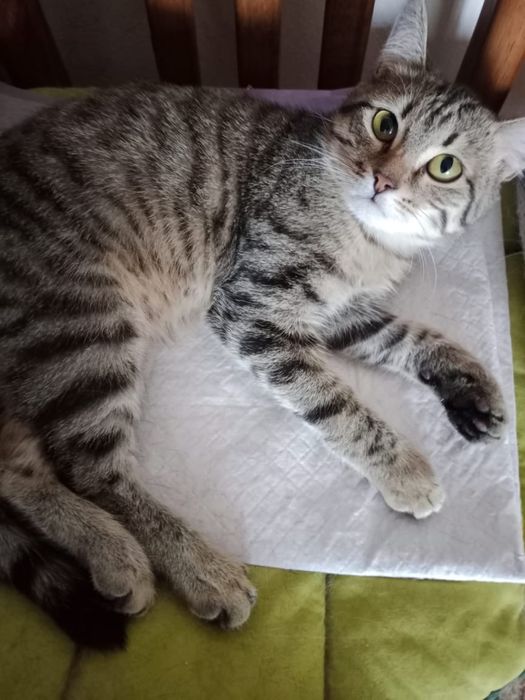 Котик в добрые руки