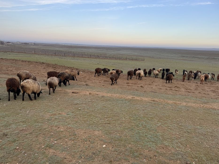 Қойлар сатылады!