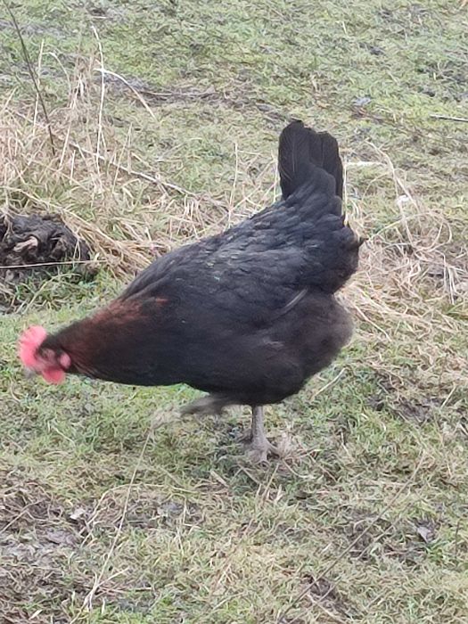 Ouă pentru incubat puicuțe(găini) marans