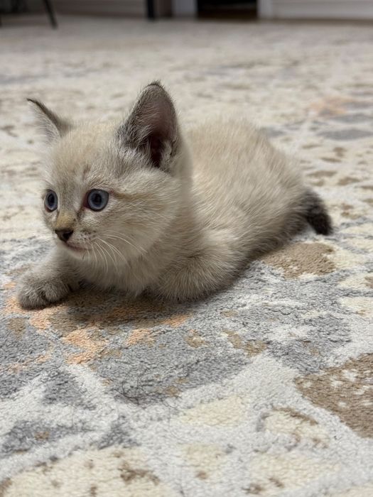 Кошка домашняя 8000