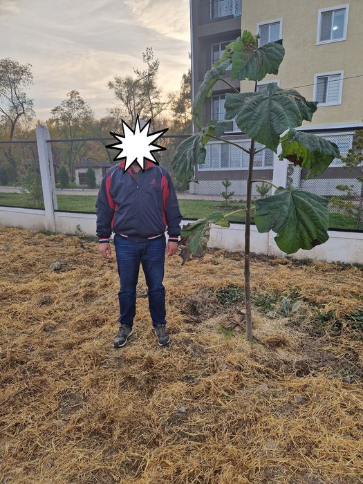 Продам саженцы, деревья Павловния