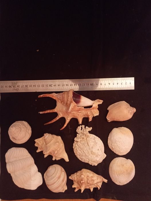 Ракушки для аквариума или интерьера