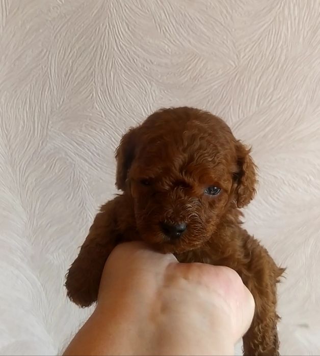 Шикарные малыши Той Пудель