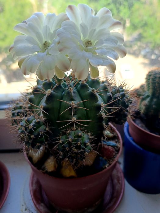 Кактус МАТУКАНА красивая колючка