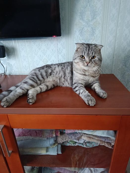 Пропал вислоухий шотландец