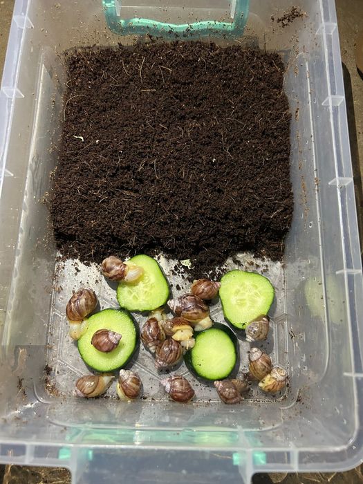 Улитка ұлу. Пайдалы емдік ұлу