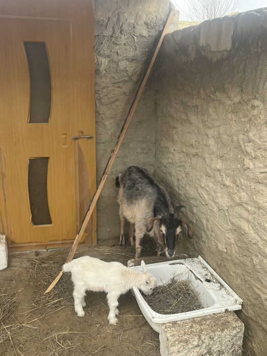 ешкі сатылады лагымен