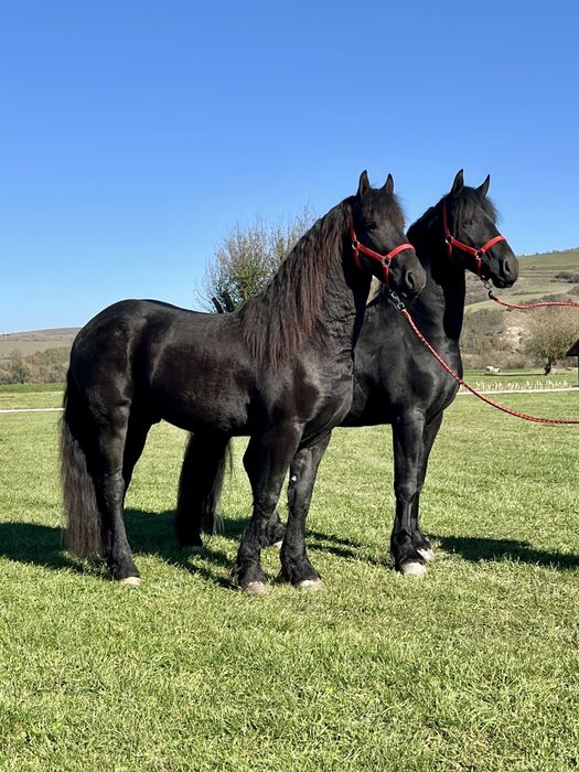 Friesian Friesieni Frizian Frizieni Armasari Armasar