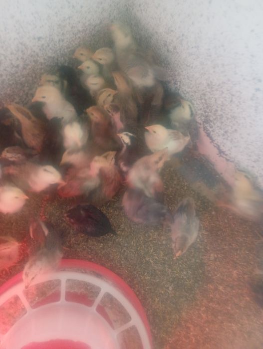 Oua   ameraucana pentru incubat și pui de 3 săptămâni Ameraucana în Bi