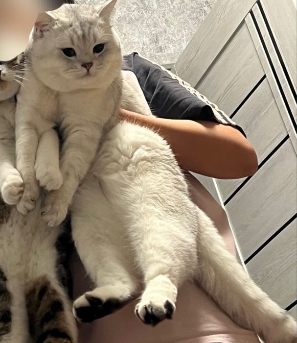 Британский Шиншилла Ny12 Вязка учун