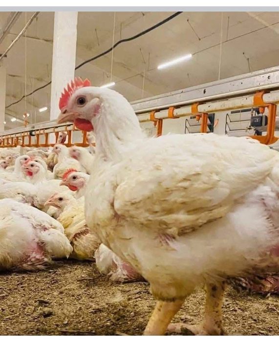 Puii de rasa mixta si carne