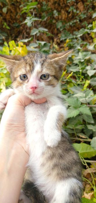 Отдам в добрые руки котят