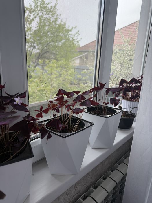 Кислица , Оксалис , Oxalis 4000