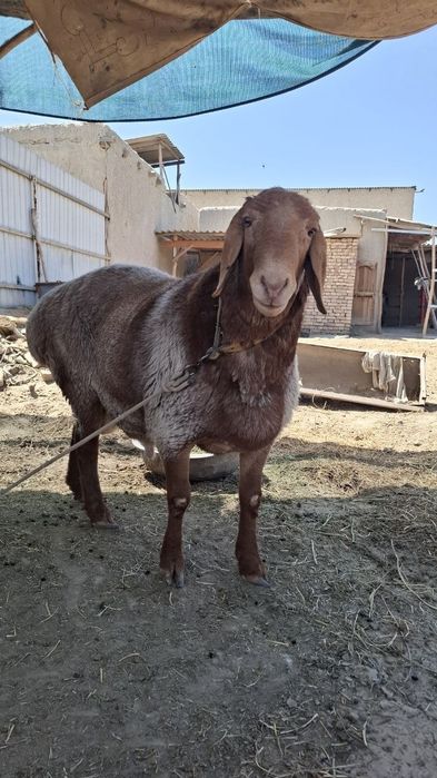 Arashan qóchqor sotiladi 2 yosh