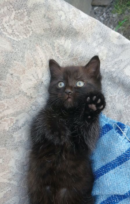 Отдам даром котёнка