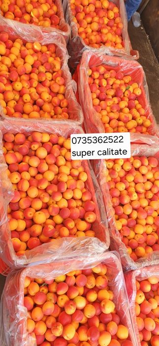 Vă informăm că pe data de 7 iunie am început la sezonul de fructe caise pentru prepararea băuturilor tradiționale spirtoase!