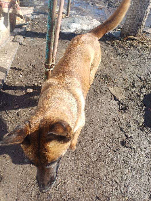 Щенки бельшиский