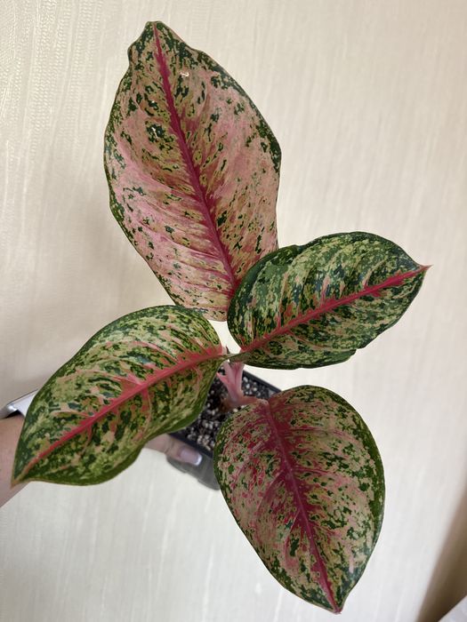 Продаю Аглаонемы цветы