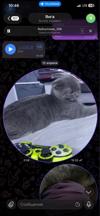 Скотиш фолд сотилади 3 ойлик