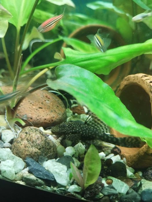 Анциструсы пара и отдельно самцы