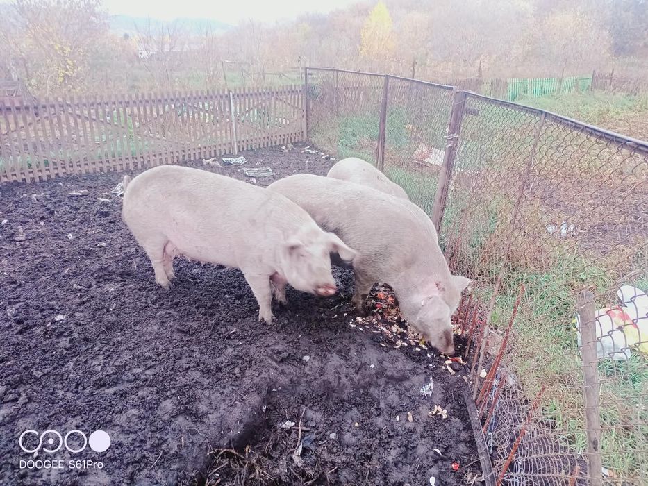Продам кабана и свиней