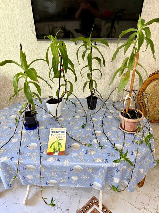 Каланхоэ Лечебная Дегремона