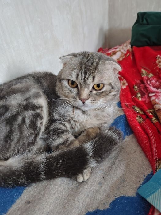 Продам чистокровного кота  скотишь фолд