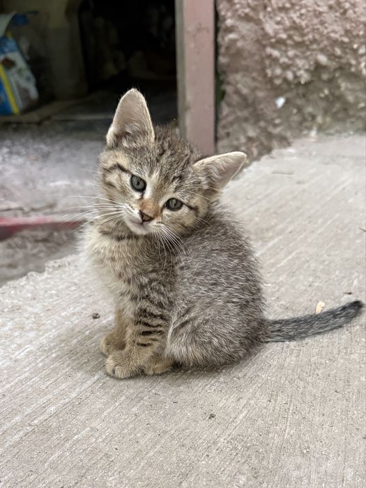 Такой сладкий котенок ищет дом