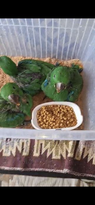 Pui papagal Eclectus