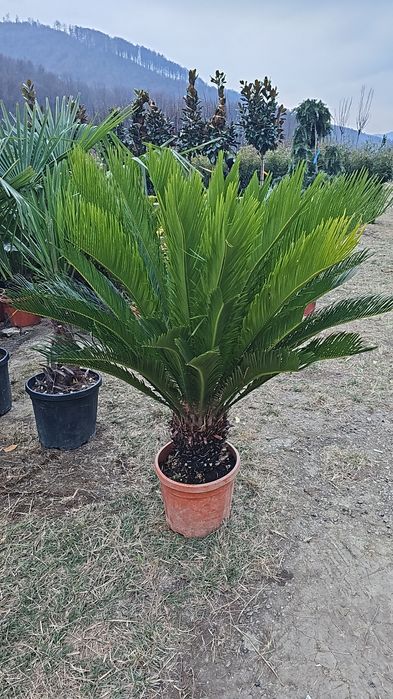 Palmieri de la 1.5m la 5m , rezistenti la -20, cycas, Washingtonia etc