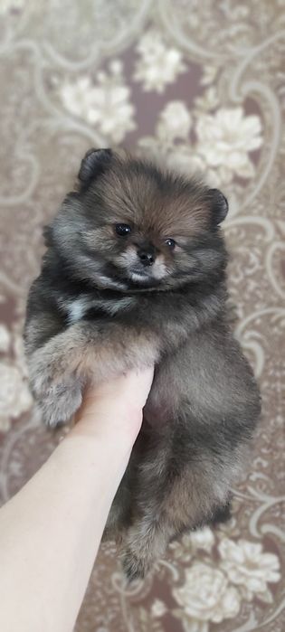 Шпиц мальчик рыжий соболь