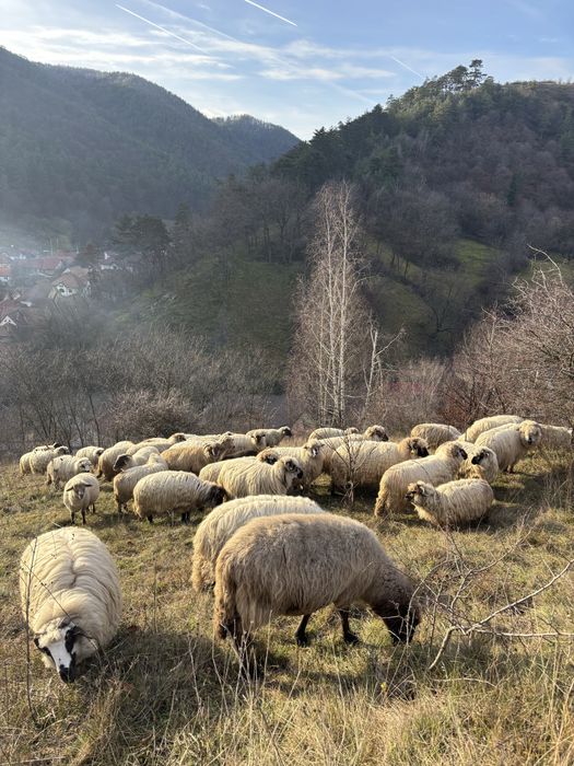 Disponibile oi de vânzare