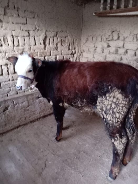 Тана сатыладыыыы