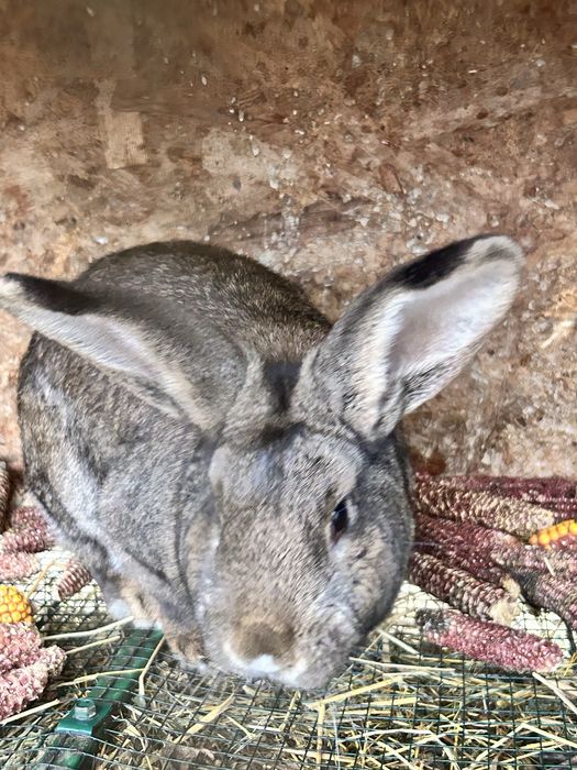 Iepuri mari pret 80 de lei de rasa