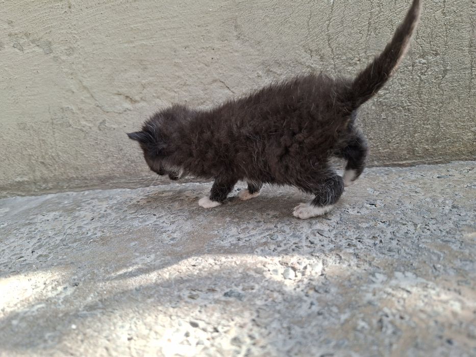 Отдам котят в хорошие руки