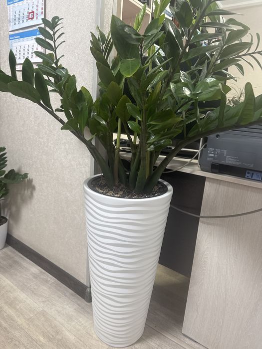 Комнатное растение замиокулькас