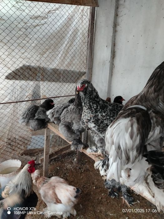 Брамо товук ва хуроз