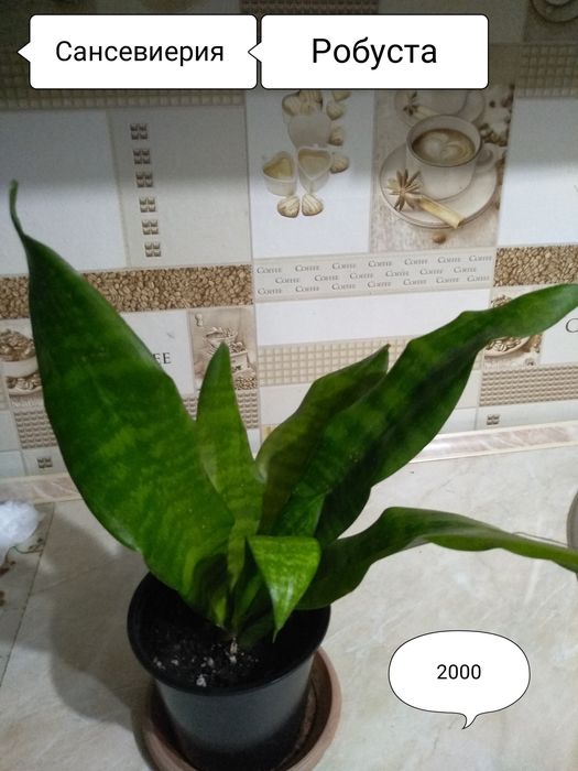 Продам Сансевиерии