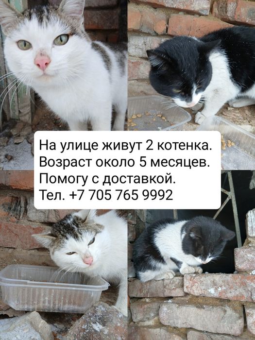 Котята ищут дом.