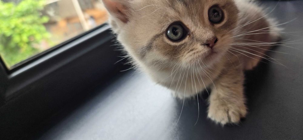 Котята , окрас голубое золото шиншила, серебристая шиншила