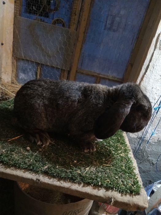 Mascul berbec german