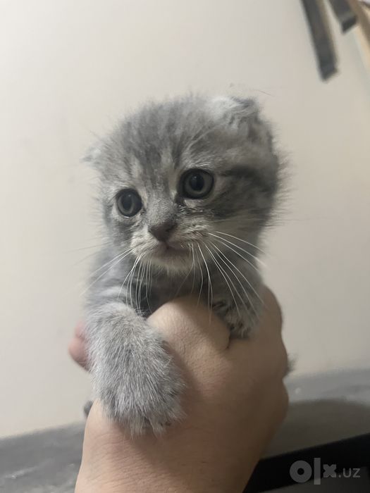 Котёнок Скотиш фолд