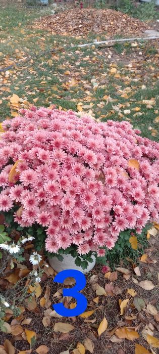 Продам черенки мультифлора и хризантемы