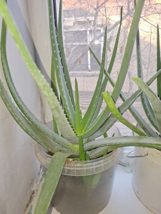 Комнатные растение