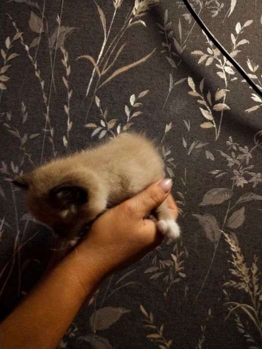 Котёнок в хорошие руки