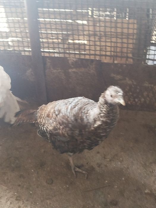 Продам индюшек...